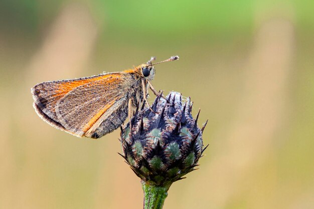 Pelopidas is a genus of skipper butterflies. They are commonly known as branded swifts.