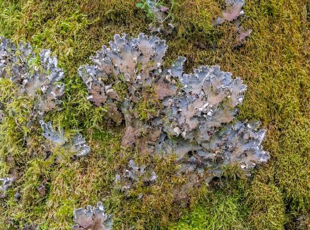 Photo peltigera praetextata