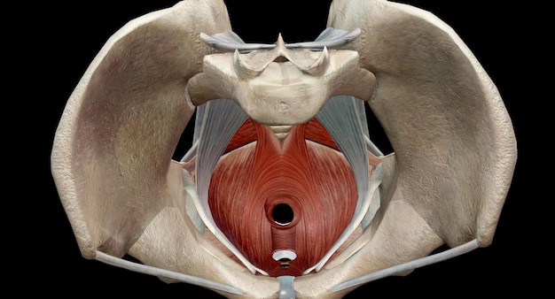 Photo the pelvic floor muscles are located between the tailbone and the pubic bone within the pelvis