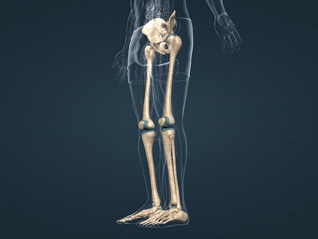 The pelvic girdle that connects the legs to the axial skeleton