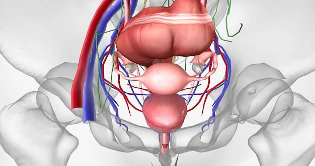 Photo the pelvis is the most inferior region of the trunk it contains the reproductive organs as well as the rectum and bladder