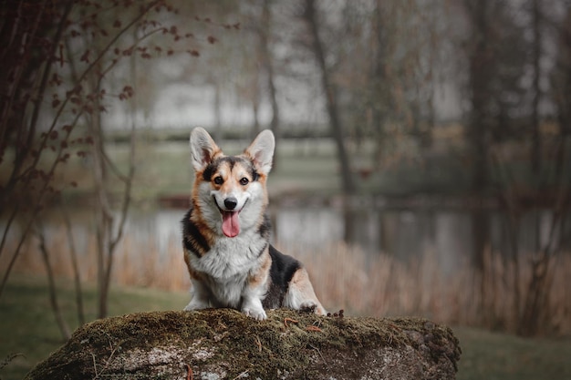 산책하는 Pembroke Corgi 개 야외 개 귀여운 개