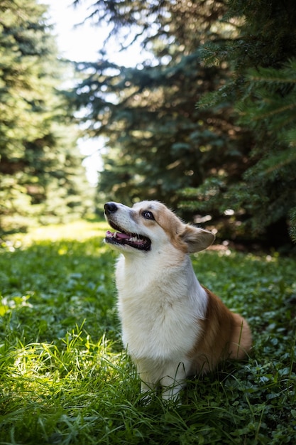 Pembroke corgi 개는 숲의 길에 서 있습니다.