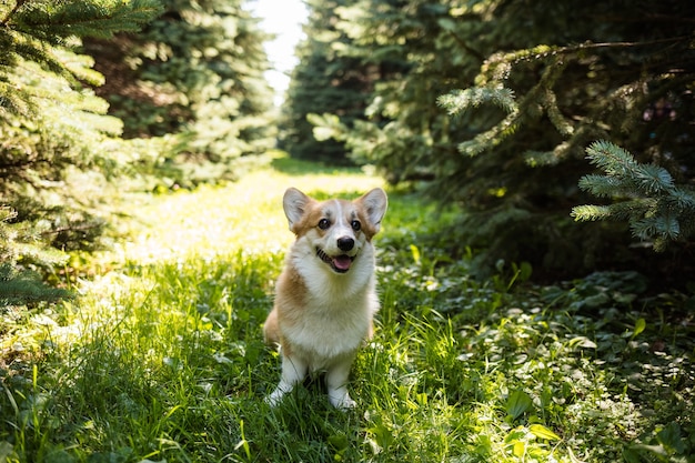 Pembroke corgi 개는 숲의 흔적에 서 있습니다.