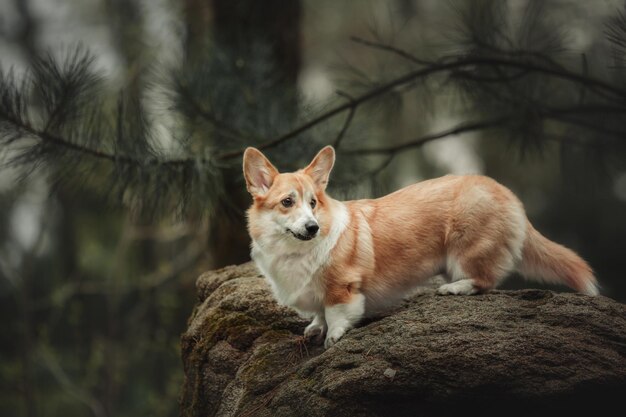 산책하는 Pembroke Corgi 개 야외 개 귀여운 개