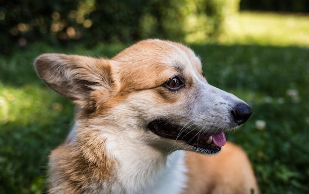 Pembroke corgi hond staat op het groene gras op het gazon. Zijaanzicht