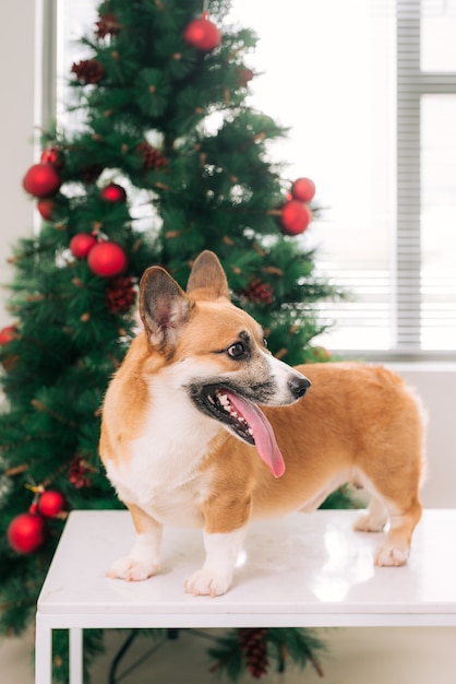 Pembroke corgi in a house decorated with a Christmas tree. Happy Holiday and Christmas Eve