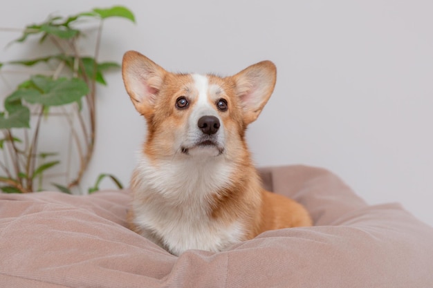 Un cane pembroke welsh corgi o un cardigan con uno sguardo di rimprovero giace su un accogliente divano blu simpatico cane che posa a casa vista frontale posto per copiare il testo