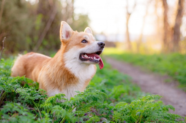 the Pembroke Welsh Corgi dog looks up on a walk in the Park