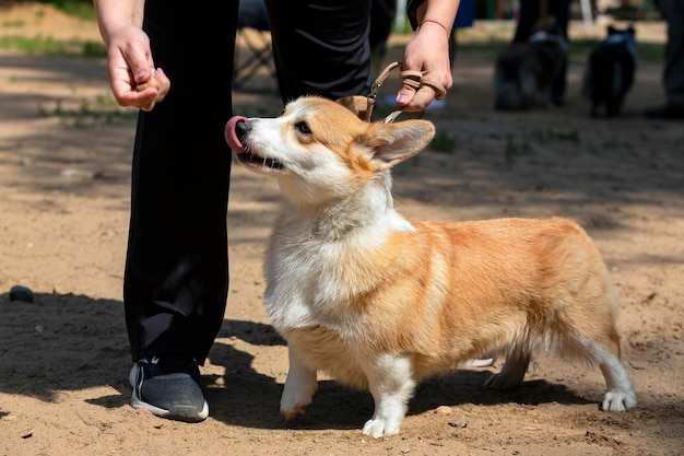 Pembroke Welsh Corgi at the dog show