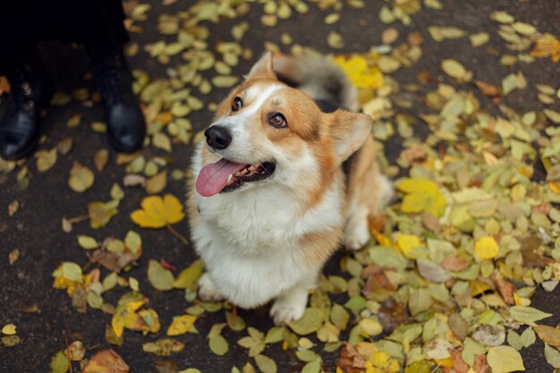 Pembroke welsh corgi, dog welsh corgi poseren buitenshuis.