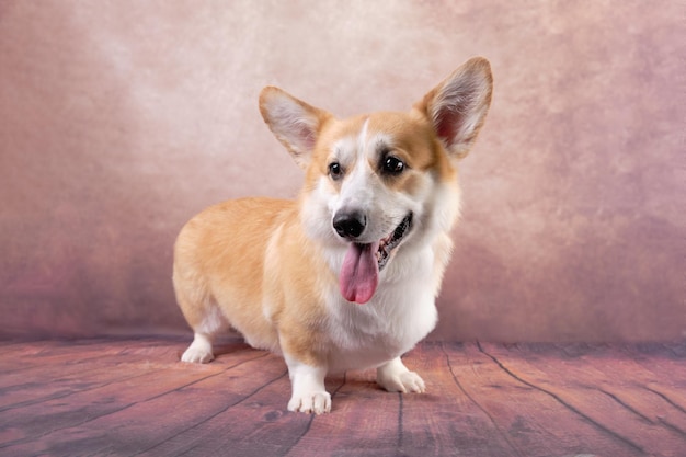 아름답게 올려진 귀를 가진 Pembroke Welsh Corgi 개는 조심스럽게 앞을 바라보고 있습니다.