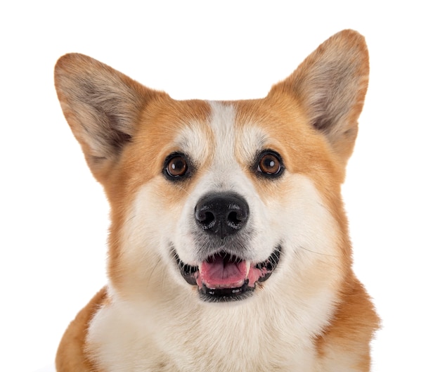 Pembroke Welsh Corgi in front of white background