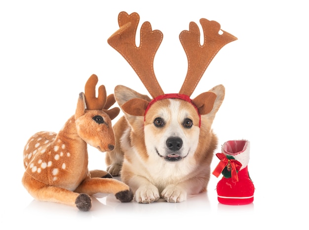 Pembroke Welsh Corgi in front of white studio