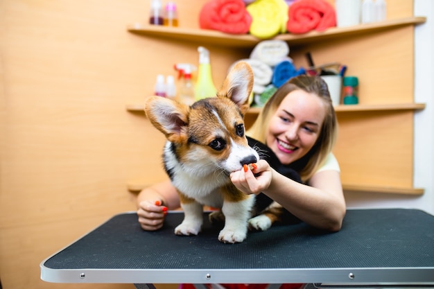 미용실에 있는 Pembroke Welsh Corgi.