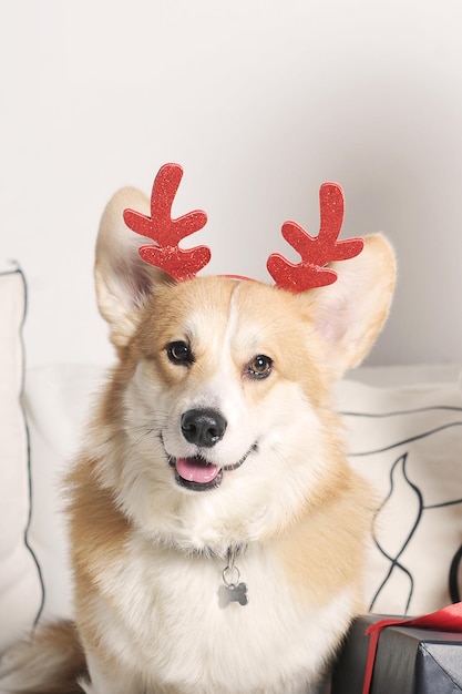 Pembroke welsh corgi-hond met rode nieuwjaarshoorns op zijn kop