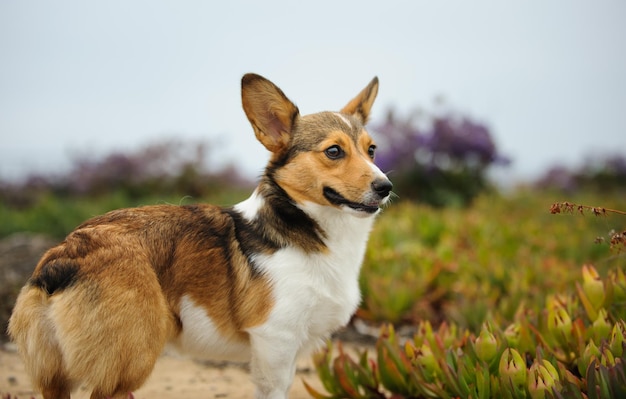 ペンブローク・ウェールズ・コーギー (Pembroke Welsh Corgi) はイギリスで飼われている犬です