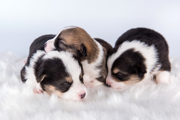 Pembroke welsh corgi pembroke puppies on white