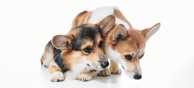 브로크 웨일스 코르기 (Pembroke Welsh Corgi) 의 초상화는 색 스튜디오 배경에 고립되어 있으며, 복사 공간은 두 마리의 순혈 개 가족입니다.