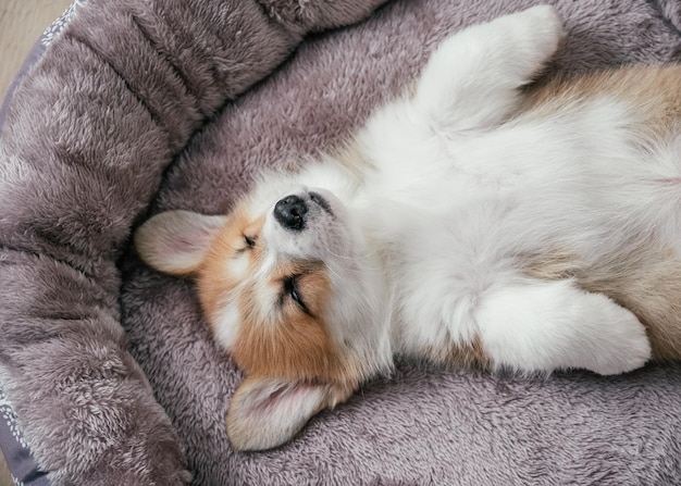 Pembroke Welsh Corgi-puppy die in een mand slaapt