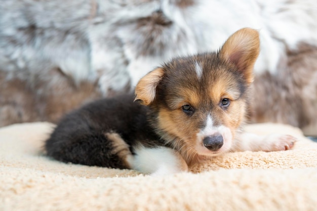 Pembroke welsh corgi puppy on dog bed