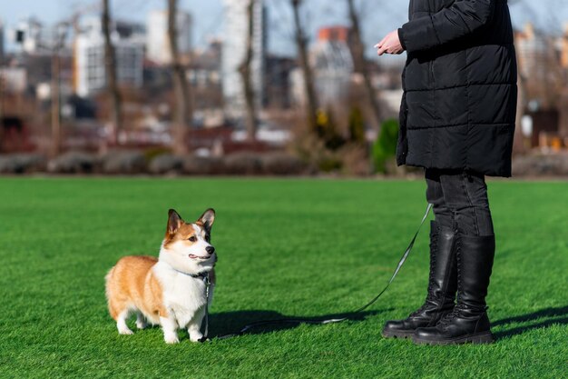 Pembroke Welsh Corgi puppy loopt met zijn eigenaar op een zonnige dag door een open plek met groen gras staat en kijkt naar de zijkant Gelukkige kleine hond Concept van zorg dierleven gezondheid show hond ras