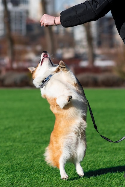 Foto pembroke welsh corgi puppy loopt op een zonnige dag in een open plek met groen gras springen voor een smakelijke traktatie gelukkige kleine hond concept van zorg dierenleven gezondheid show hond ras