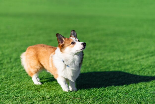 Pembroke Welsh Corgi puppy loopt op een zonnige dag in een open plek met groen gras staat en kijkt naar de zijkant Gelukkige kleine hond Concept van zorg dierenleven gezondheid show hond ras