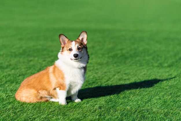 Foto pembroke welsh corgi puppy loopt op een zonnige dag in een open plek met groen gras zit en kijkt naar de camera gelukkige kleine hond concept van zorg dierenleven gezondheid show hond ras