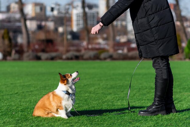 Foto pembroke welsh corgi puppy loopt op een zonnige dag in een open plek met groen gras zit en kijkt naar de gastvrouw gelukkige kleine hond concept van zorg dierenleven gezondheid show hond ras