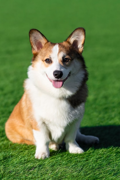 Foto pembroke welsh corgi puppy loopt op een zonnige dag in een open plek met groen gras zit met zijn tong uithangend en kijkt naar de camera gelukkige kleine hond concept van zorg dierenleven gezondheid show