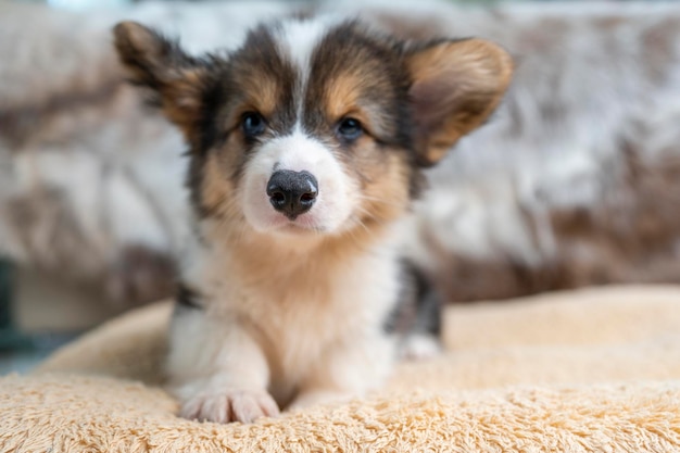 Pembroke welsh corgi puppy op een hondenbed