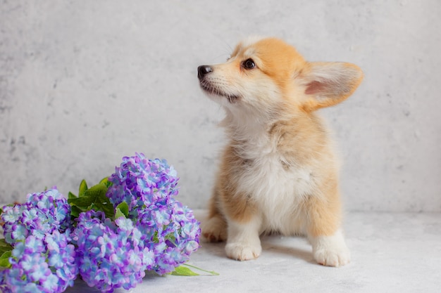 a Pembroke Welsh Corgi puppy sits next to flowers