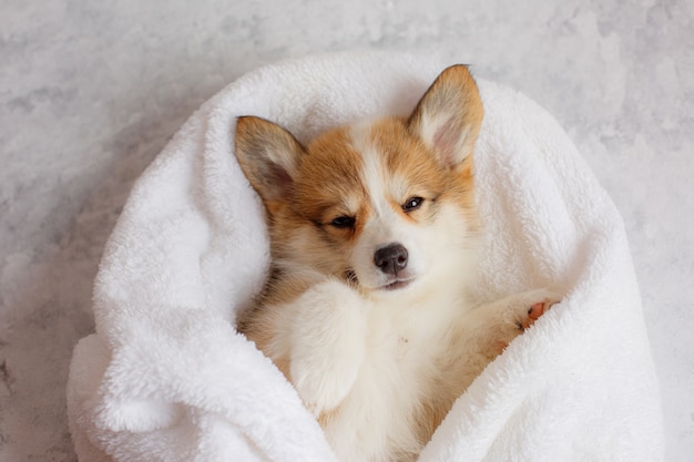 Pembroke Welsh Corgi-puppy slaapt in een deken