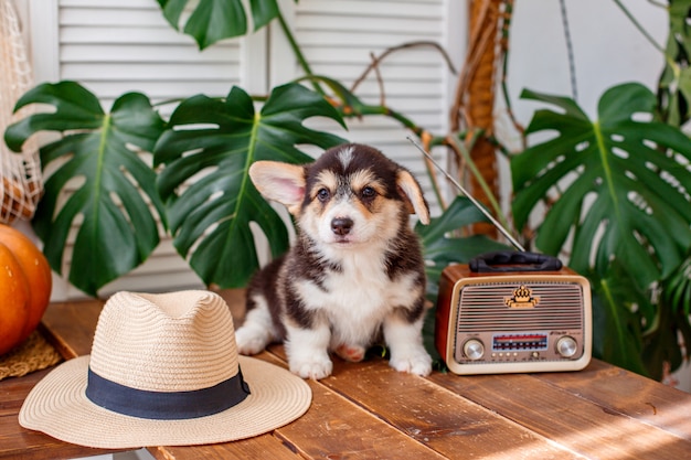 Pembroke Welsh Corgi-puppyzitting in een strohoedrust