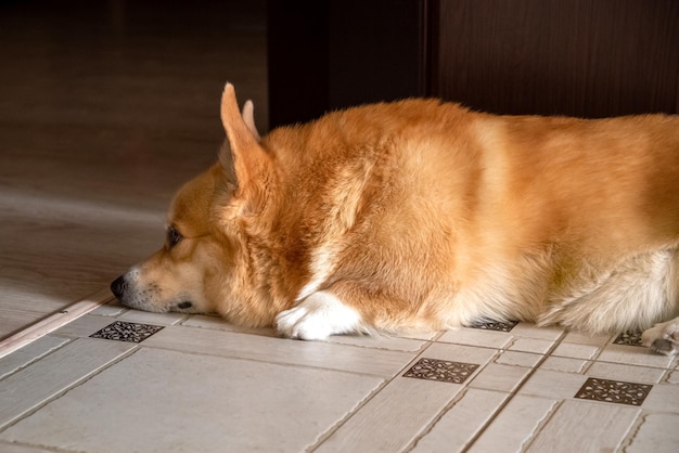 Pembroke Welsh Corgi purebred dog laying on floor indoor