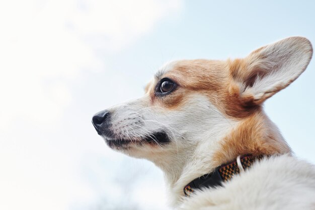 Pembroke Welsh Corgi tijdens een wandeling Portret van een hond in het herfstpark