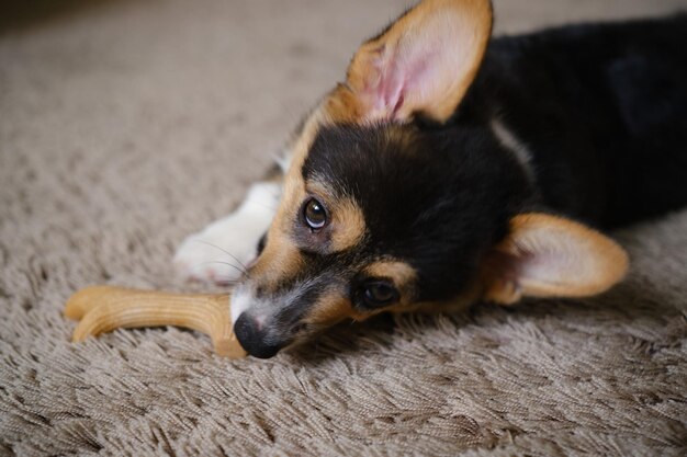 Foto pembroke welsh corgi tri gekleurde puppy plaing thuis