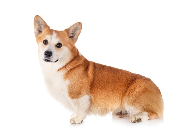 Pembroke Welsh Corgi voor witte achtergrond