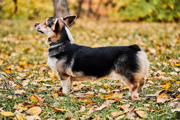 Pembroke Welsh Corgi on a walk Portrait of a dog in the autumn park