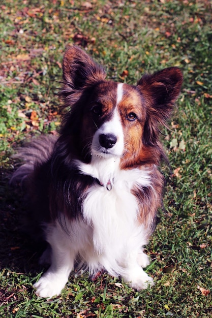 Foto pembroke corgi gallese