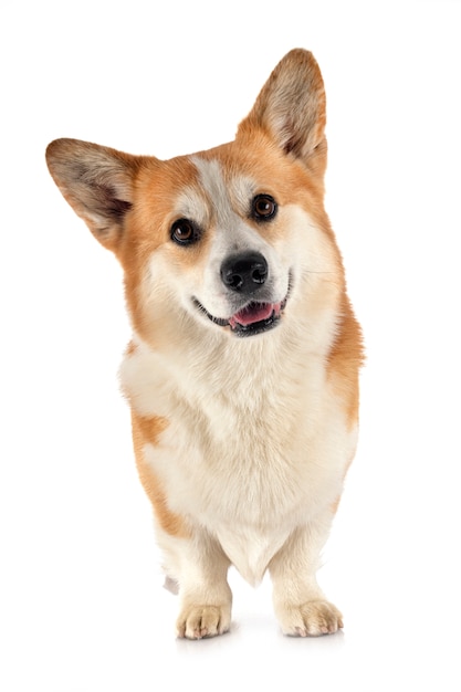 Pembroke welsh corgi