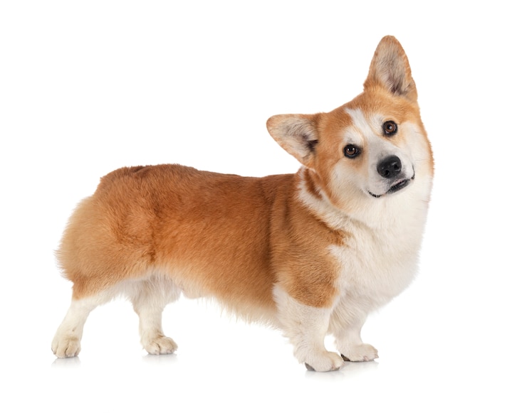 Photo pembroke welsh corgi