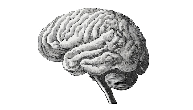 Foto i disegni a matita rivelano la complessa struttura del cervello umano