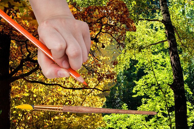 Foto la matita disegna le foglie di autunno nella foresta verde di estate