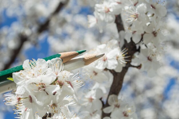 Pencils in apricot flowers Spring fresh photo of colors and flowers