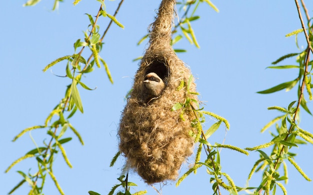 Penduline mees remiz Een vogel bouwt een nest dat eruitziet als een want