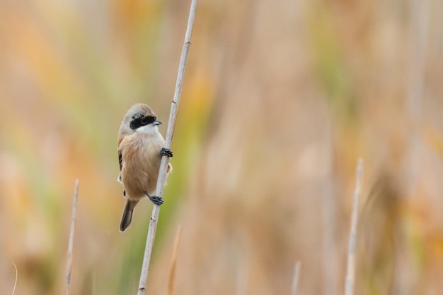 Penduline Mees Remiz pendulinus man Close-up