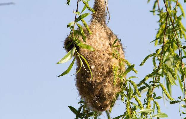 Гнездо Penduline tit remiz Bird39 выглядит как варежка