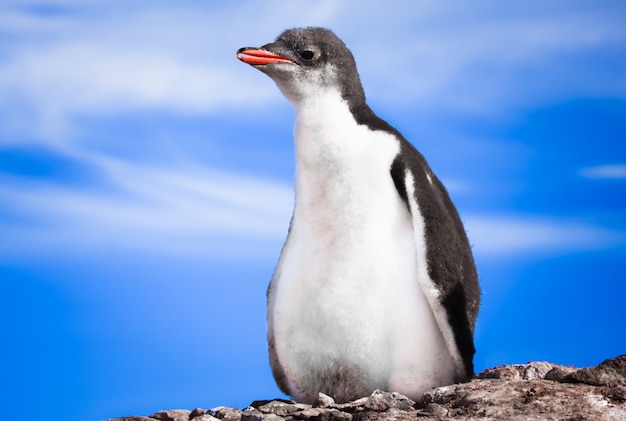 Penguin in Antarctica